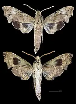 Aleuron neglectum