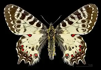 Female
