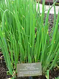 Egyptian onions