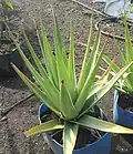 Aloe tormentorii, Mauritius