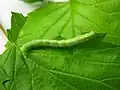 Caterpillar