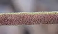 Stem, with stellate hairs (Antalya)