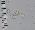 Spores of Amanita nehuta