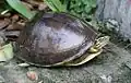 C. a. lineata from Myanmar