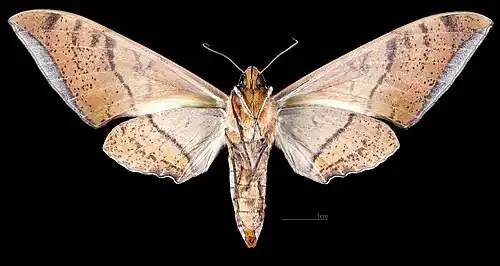 Female ventral