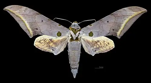 Male dorsal