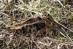 Scolopax minor concealed in grass