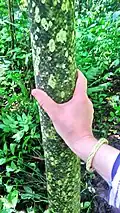 Stem