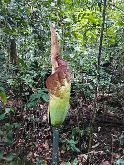 Titan arum