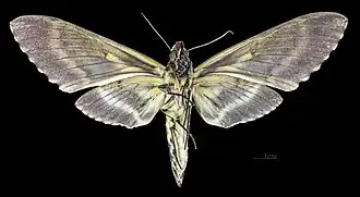 Female underside