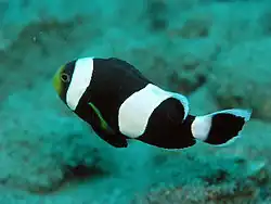Photo of species