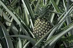Malkerns is covered by pineaple plantations.