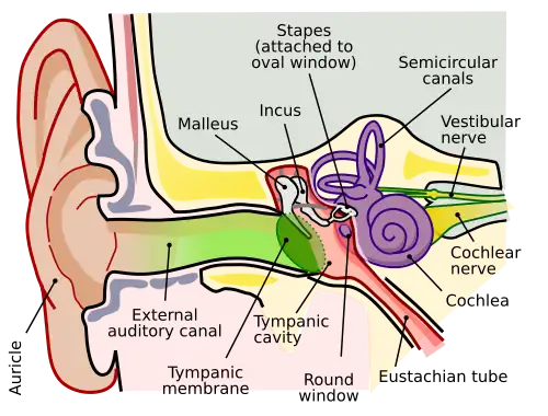 Human ear anatomy. Brown is outer ear. Red is middle ear. Purple is inner ear.