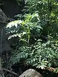 Purple-stemmed Angelica (Angelica atropurpurea). This individual is ~4 ft tall. 27 May 2023