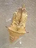 Pupa near to hatching