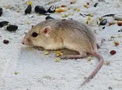 Brown and white long-tailed rat