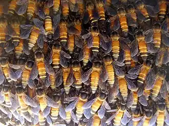 Giant honey bee (A.&nbsp;dorsata)
