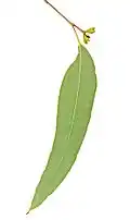 leaf and flower buds