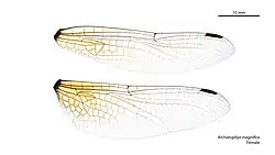 Female wings
