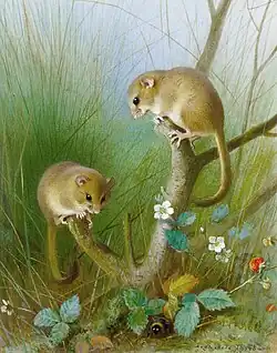 Muscardinus avellanarius