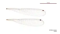 Female wings