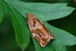 Moth, side view