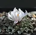 White flower form