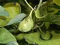 Fruit