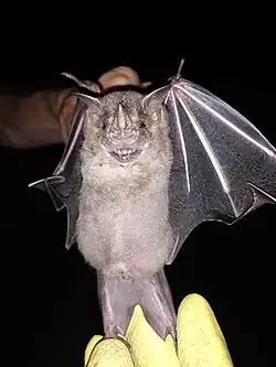 Brown bat