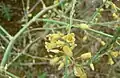Asparagus prostratus flowers