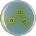 Aspergillus astellatus growing on CYA plate