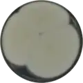 Aspergillus bisporus growing on CYA plate
