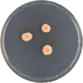 Aspergillus deflectus growing on CYA plate