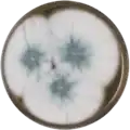 Aspergillus lentulus growing on MEAOX plate