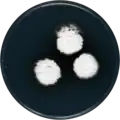 Aspergillus violaceus growing on CYA plate