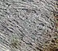 Photograph of an ascus from A. caesiocinerea taken through a compound microscope (x1000) showing 8 spores per ascus. (Spores measure approximately 15 x 11 micrometres.)