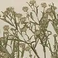 S. × longulum: Aster longulus specimen collected July 1892, Mille Lacs County, Minnesota, US.