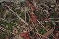 Turret, with spiderling turrets, northern California.
