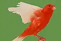 Intense red with white wings