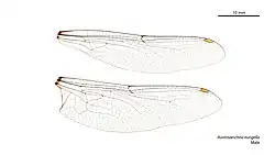 Male wings