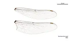 Male wings
