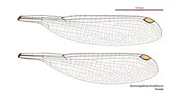Female wings