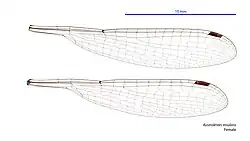 Female wings