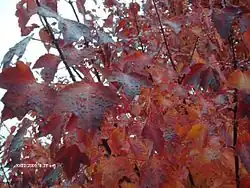 Acer × freemanii 'Autumn Blaze' (a cross between A. rubrum and A. saccharinum