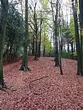 Autumn near White Hough