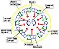 The axoneme, common structural motif of cilia and flagella.