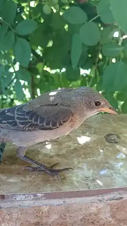 Juvenile