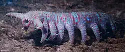 Tardigrades may be descended from a lobopodian like Aysheaia.[56][57]
