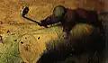 Catching insects with a net