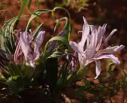 Babiana scabrifolia